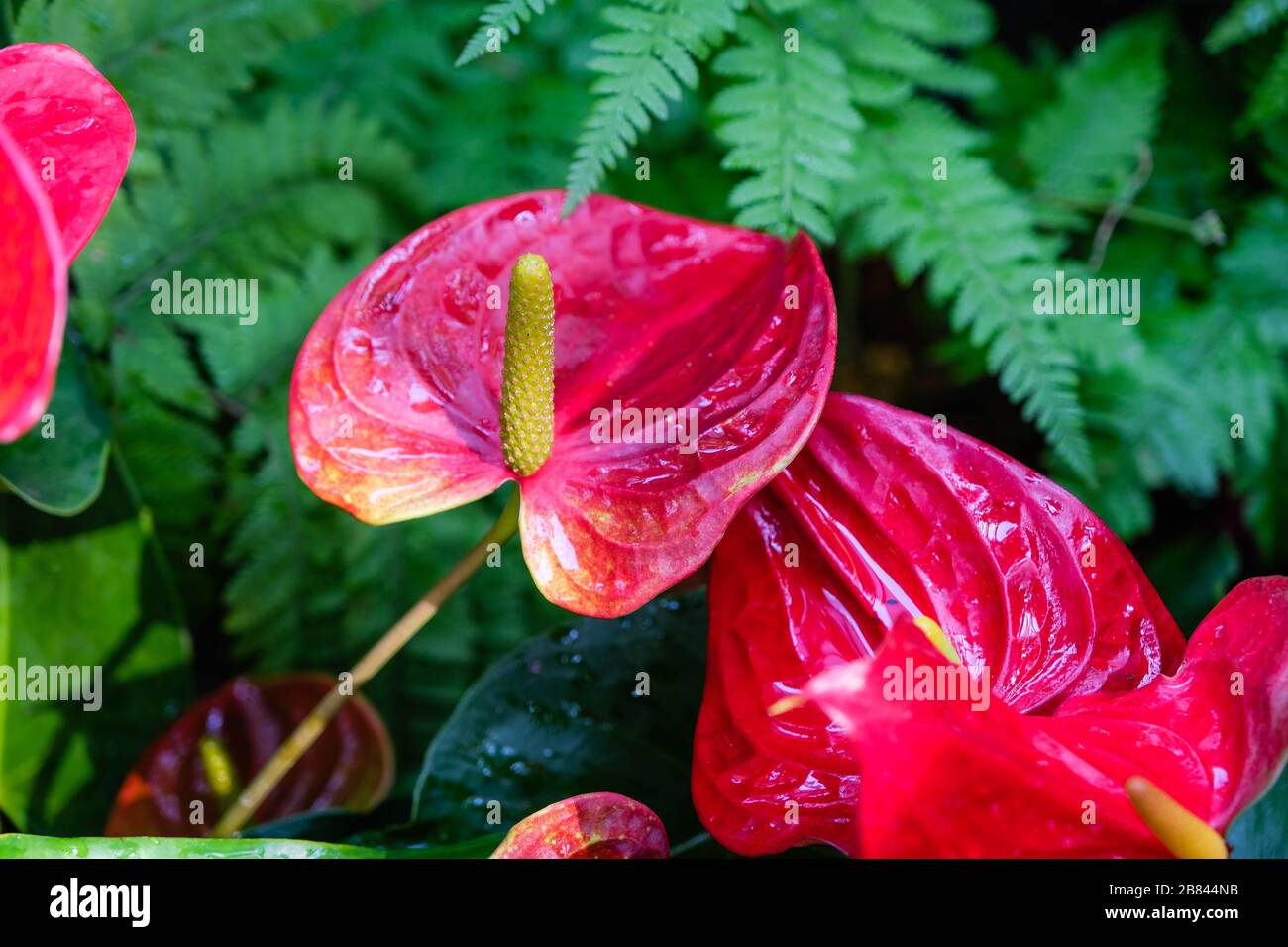 El Anthurium es una flor roja en forma de corazón. Las hojas de color verde oscuro como fondo hacen que las flores destaquen maravillosamente. Los anturios han llegado a simboliz Foto de stock