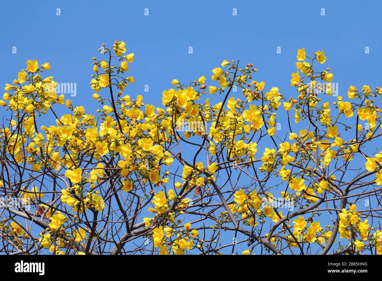 Amarillo algodón flor árbol flores sobre fondo azul cielo (Nombre  científico : Cochlospermum regium), ramo de flores amarillo sobre fondo  azul cielo Fotografía de stock - Alamy