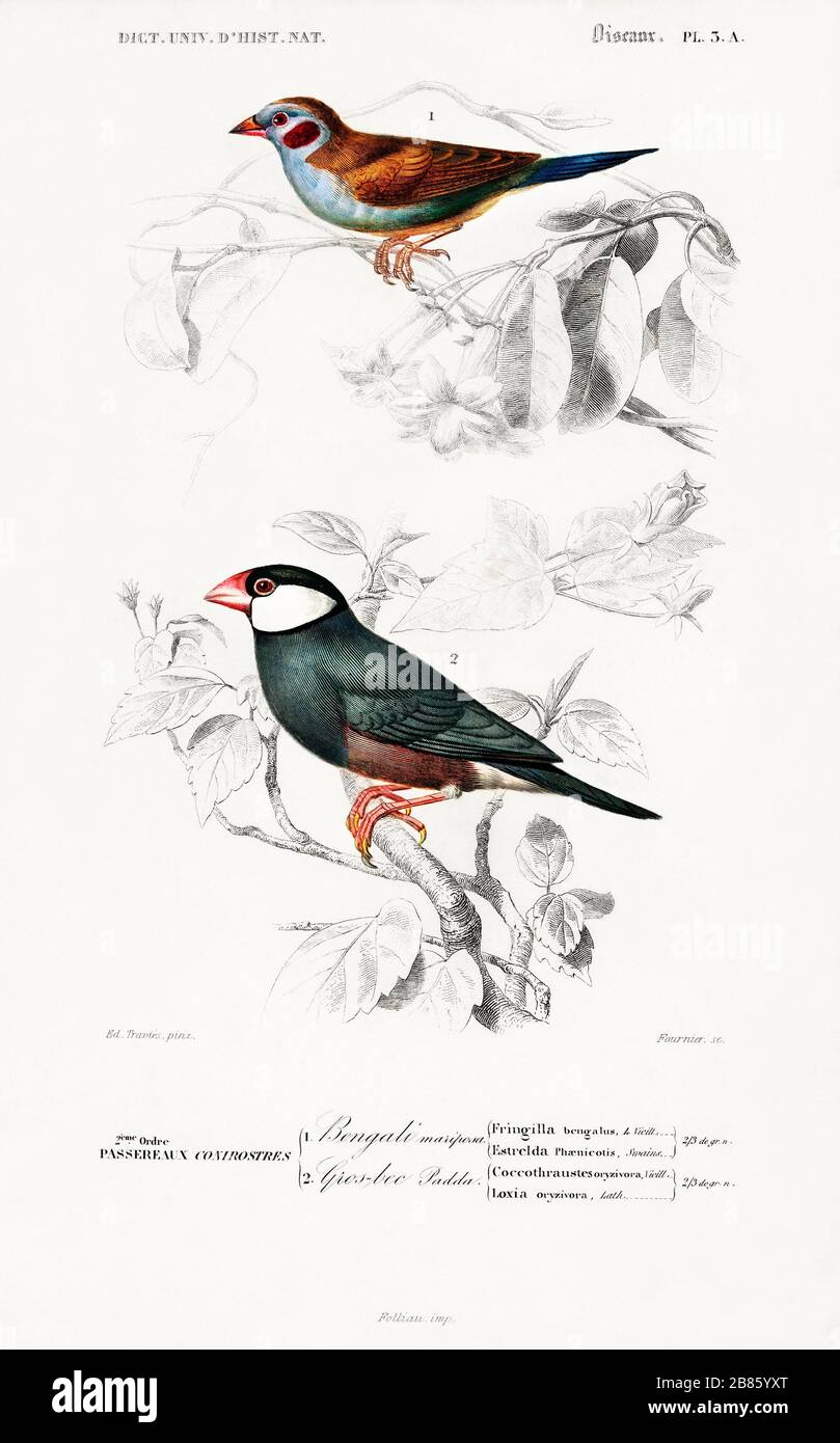 Cordonbleu (Uraeginthus Bengalus) y Java Sparrow (Lonchura oryzivora) ilustrados por Charles Dessaline.jpg - 2B85YXT Foto de stock