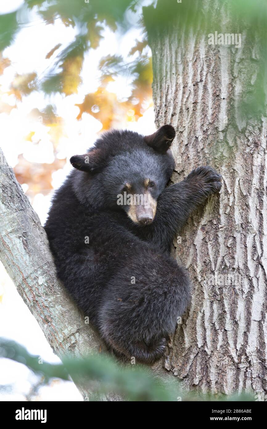 Cachorro de oso negro sentado en un árbol en otoño en Canadá Fotografía de  stock - Alamy