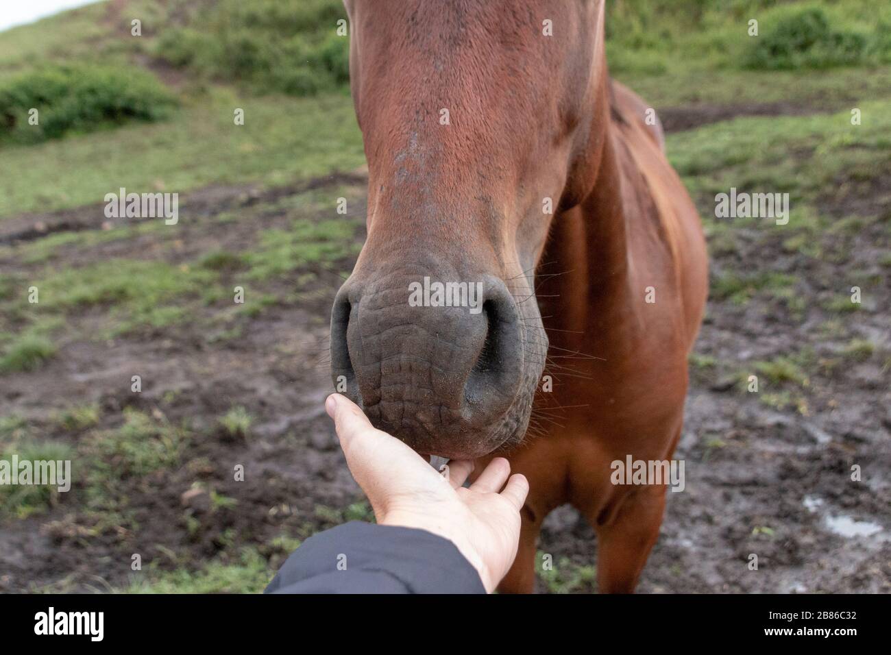 una vista de cerca de alguien tocando la nariz de un caballo de la bahía marrón mientras se encuentran en un fangoso potrero al aire libre Foto de stock