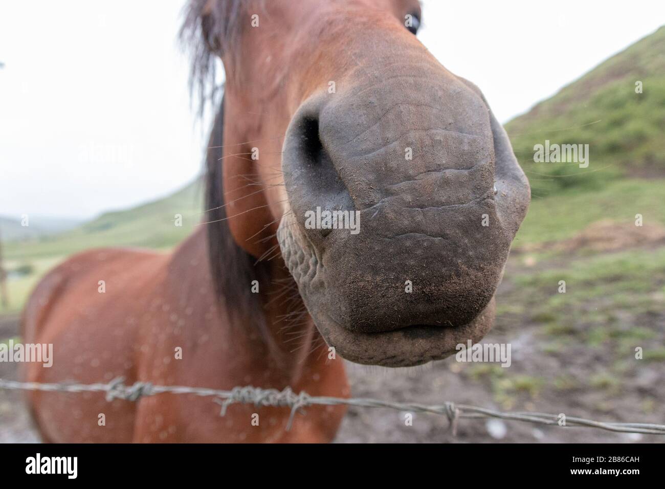 una vista de cerca de alguien tocando la nariz de un caballo de la bahía marrón mientras se encuentran en un fangoso potrero al aire libre Foto de stock