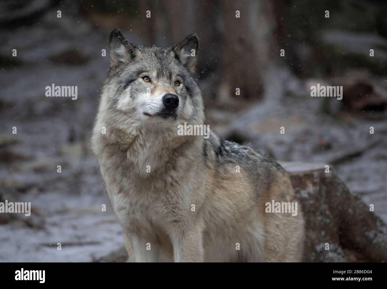 Un solitario Timber Wolf o lobo gris Canis lupus caminar en la nieve del invierno en Canadá Foto de stock