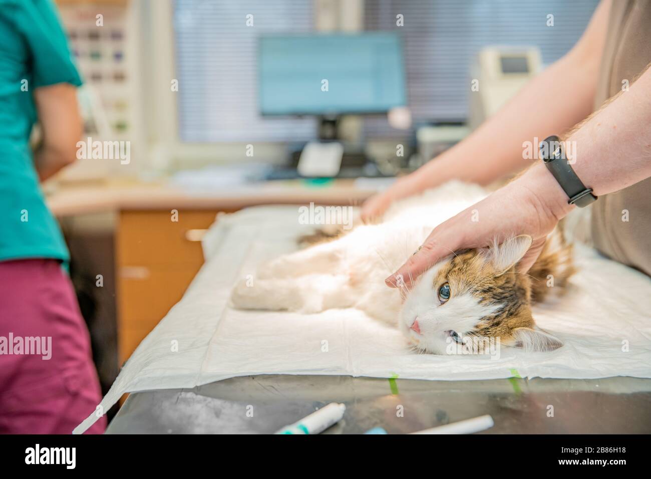 preparación del gato para cirugía en la clínica veterinaria Foto de stock