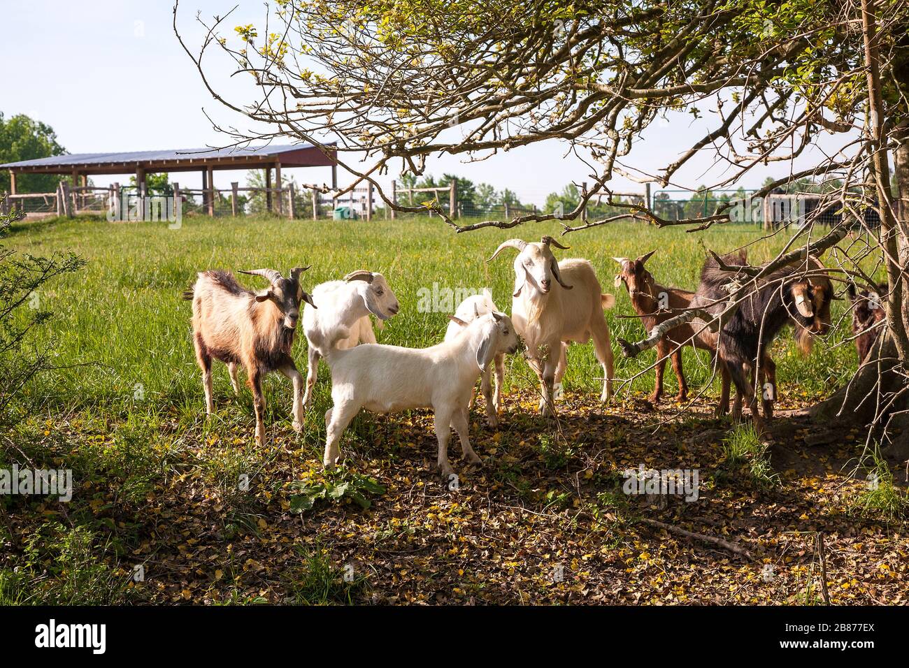 Granja familiar americana, cabras en el campo Foto de stock