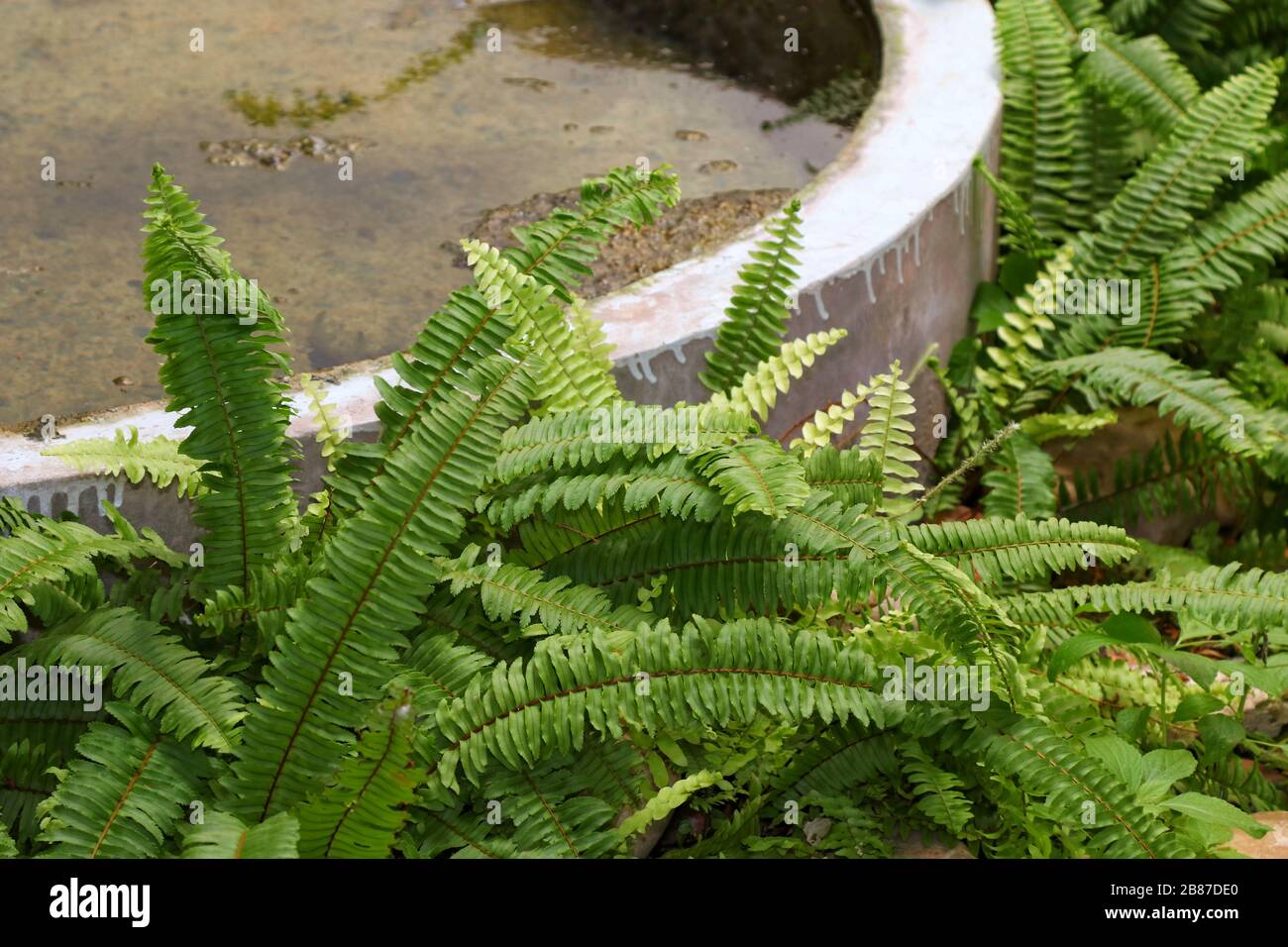 Jardín de helechos, hermosa naturaleza verde de Fern y estanque de cemento en la decoración del jardín Foto de stock