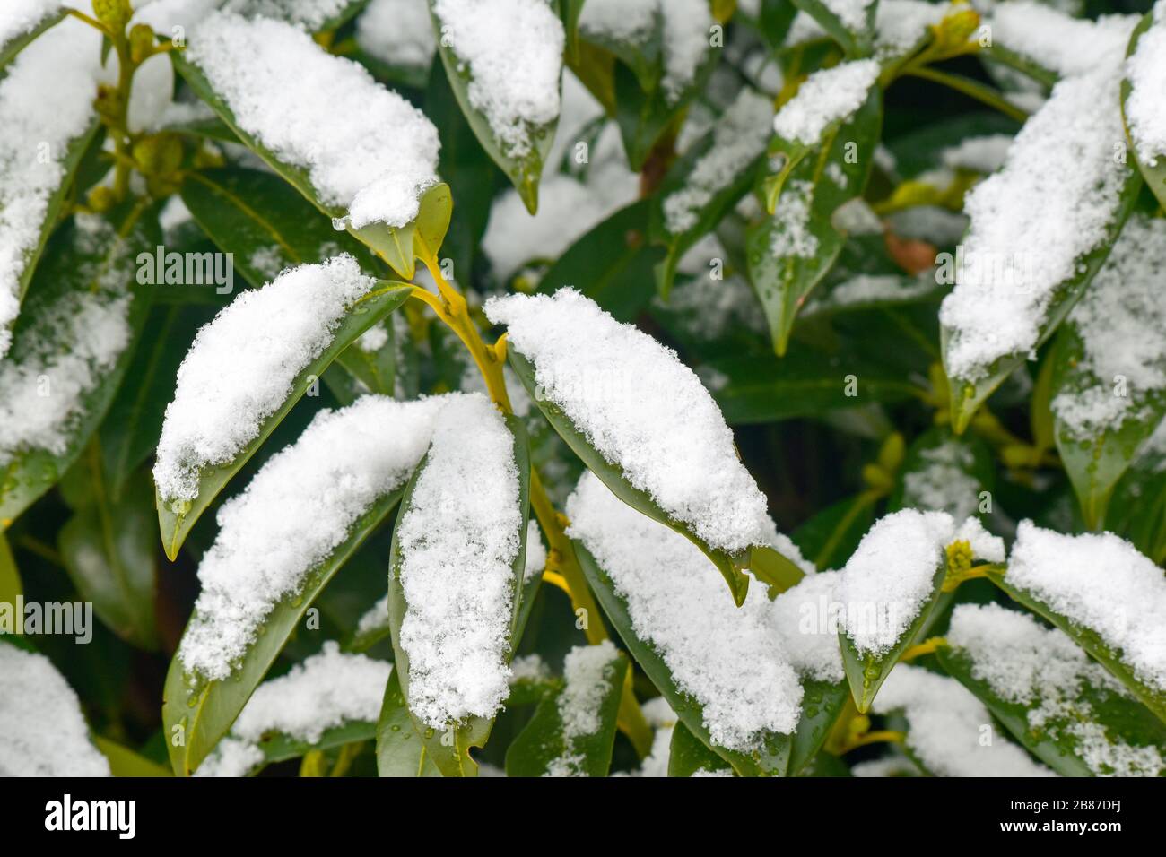 Nieve de primavera en la planta verde. Foto de stock