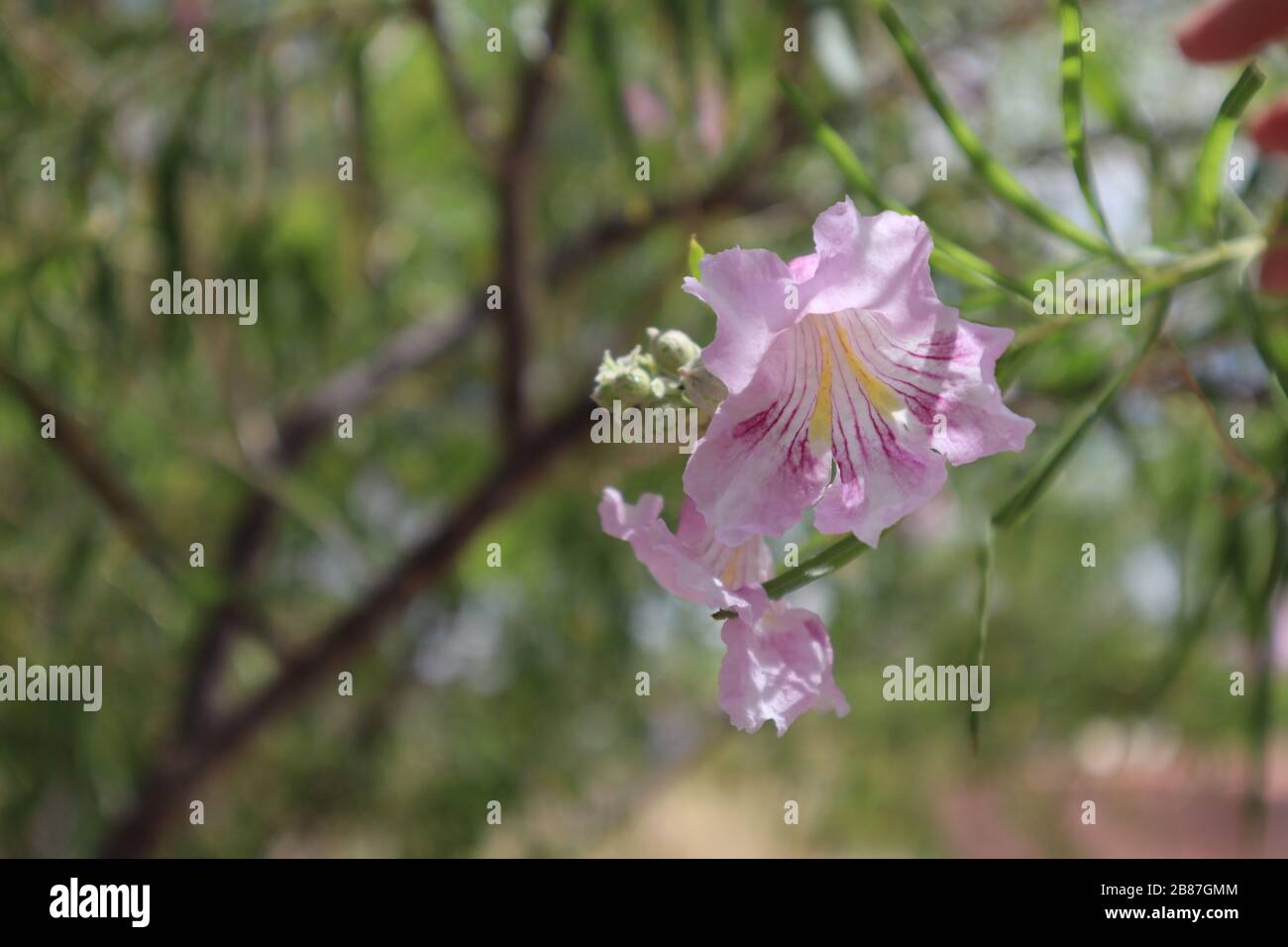 Un primer plano de una flor de color rosa pálido en Arizona Foto de stock