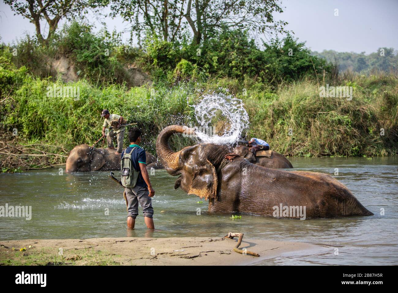 Elefantes bañándose en el río Rapti, Chitwan, Nepal Foto de stock