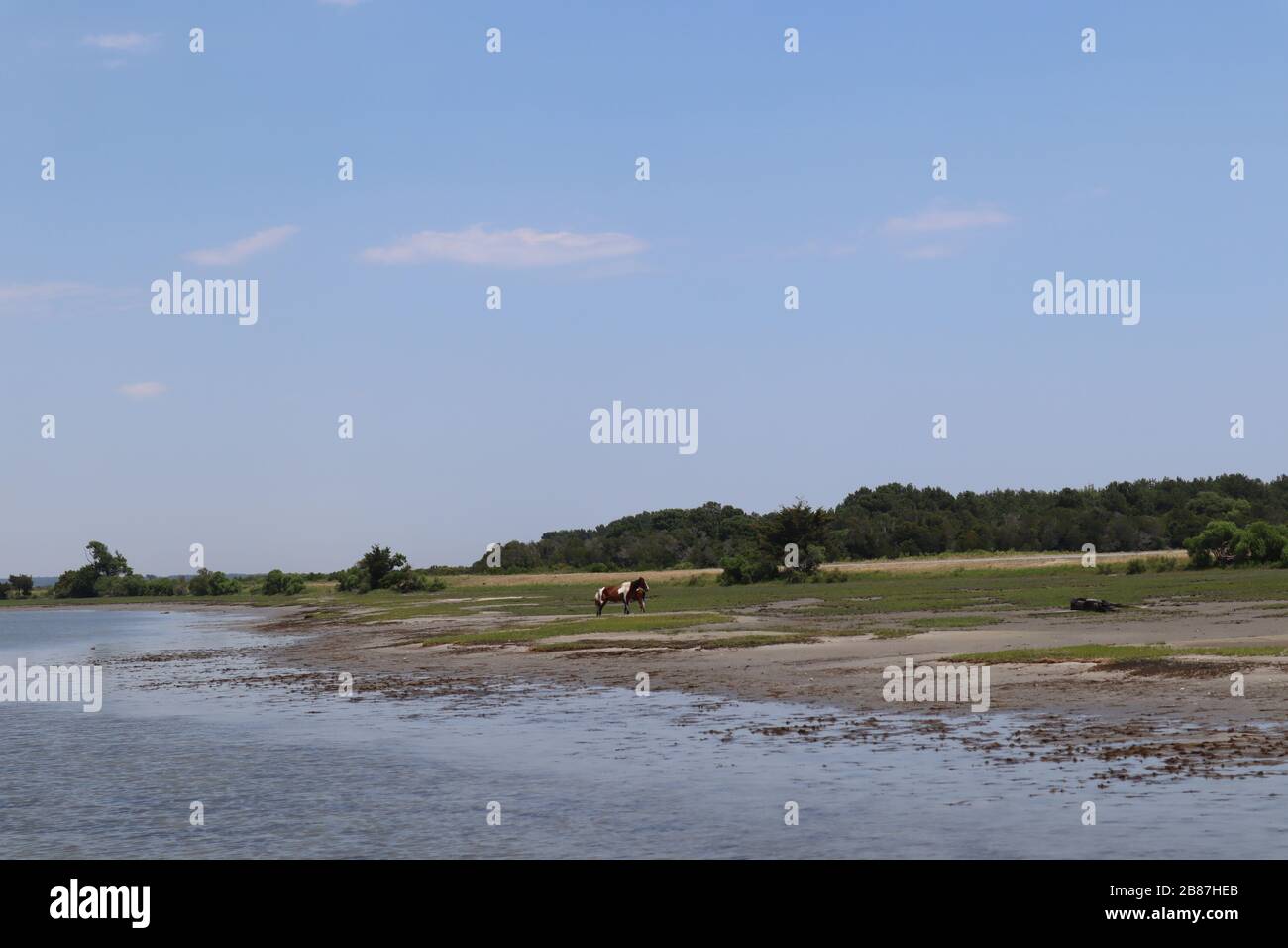 Una familia de caballos en la isla Chincoteague Foto de stock