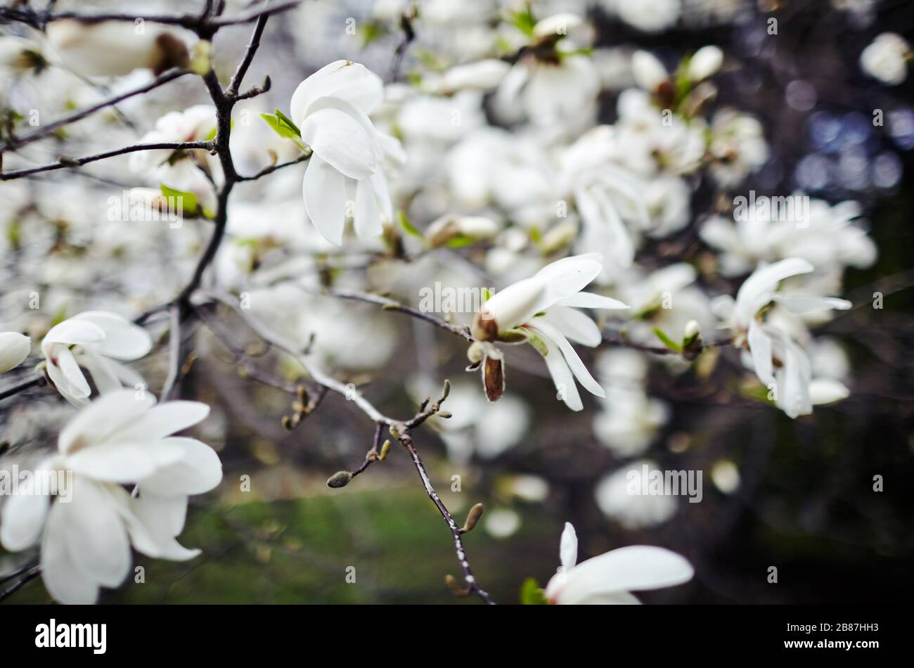 Hermosa flor blanca de Magnolia. Árbol de tulipán de Magnolia floreciente.  Fondo de primavera fresco en la naturaleza al aire libre Fotografía de  stock - Alamy