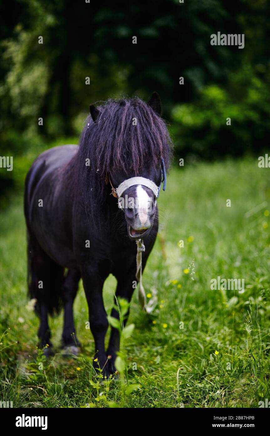 Bonito pony con mane largo en el parque natural, disfrutando de buen tiempo, la vida es buena Foto de stock