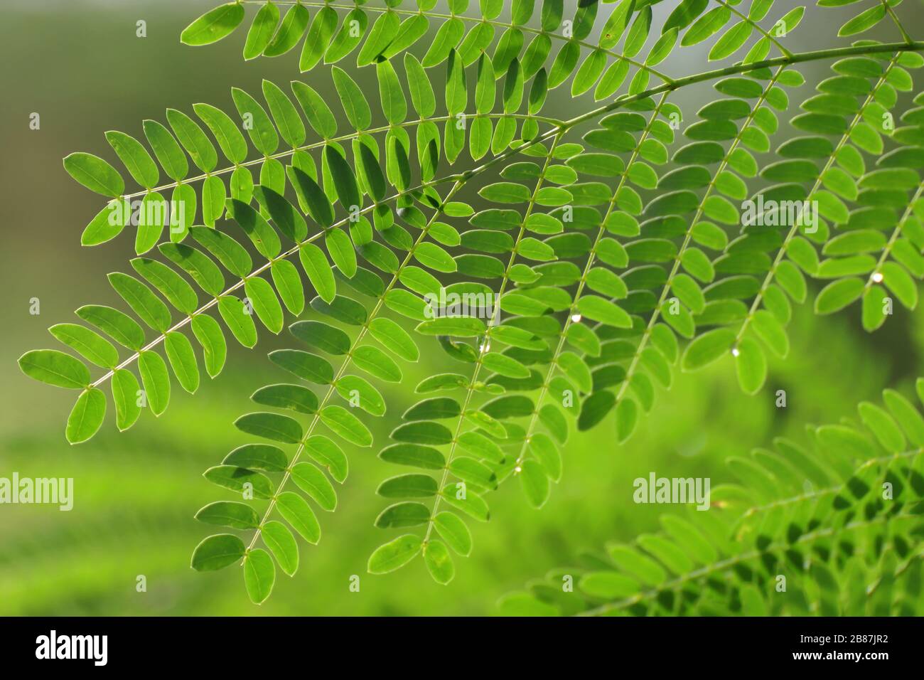 Hoja de acacia, vaina de jabón (Acacia concinna (Willd.) DC.) Hojas
