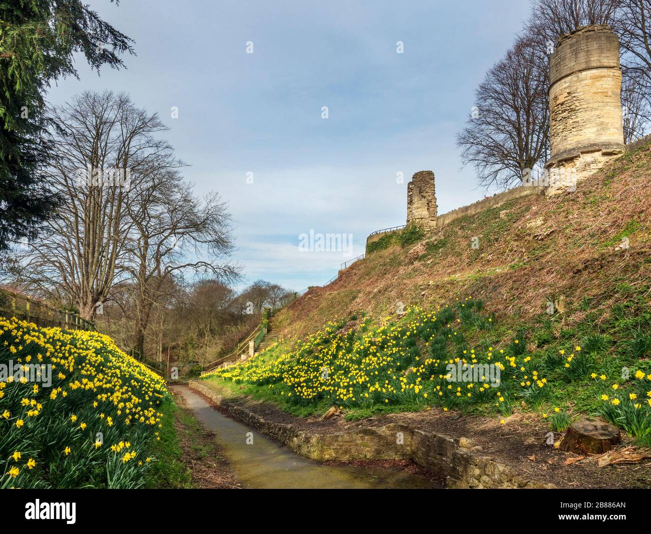 Narcisos en el foso debajo de las torres arruinadas en el Castillo de Knaresborough en Knaresborough North Yorkshire Inglaterra Foto de stock