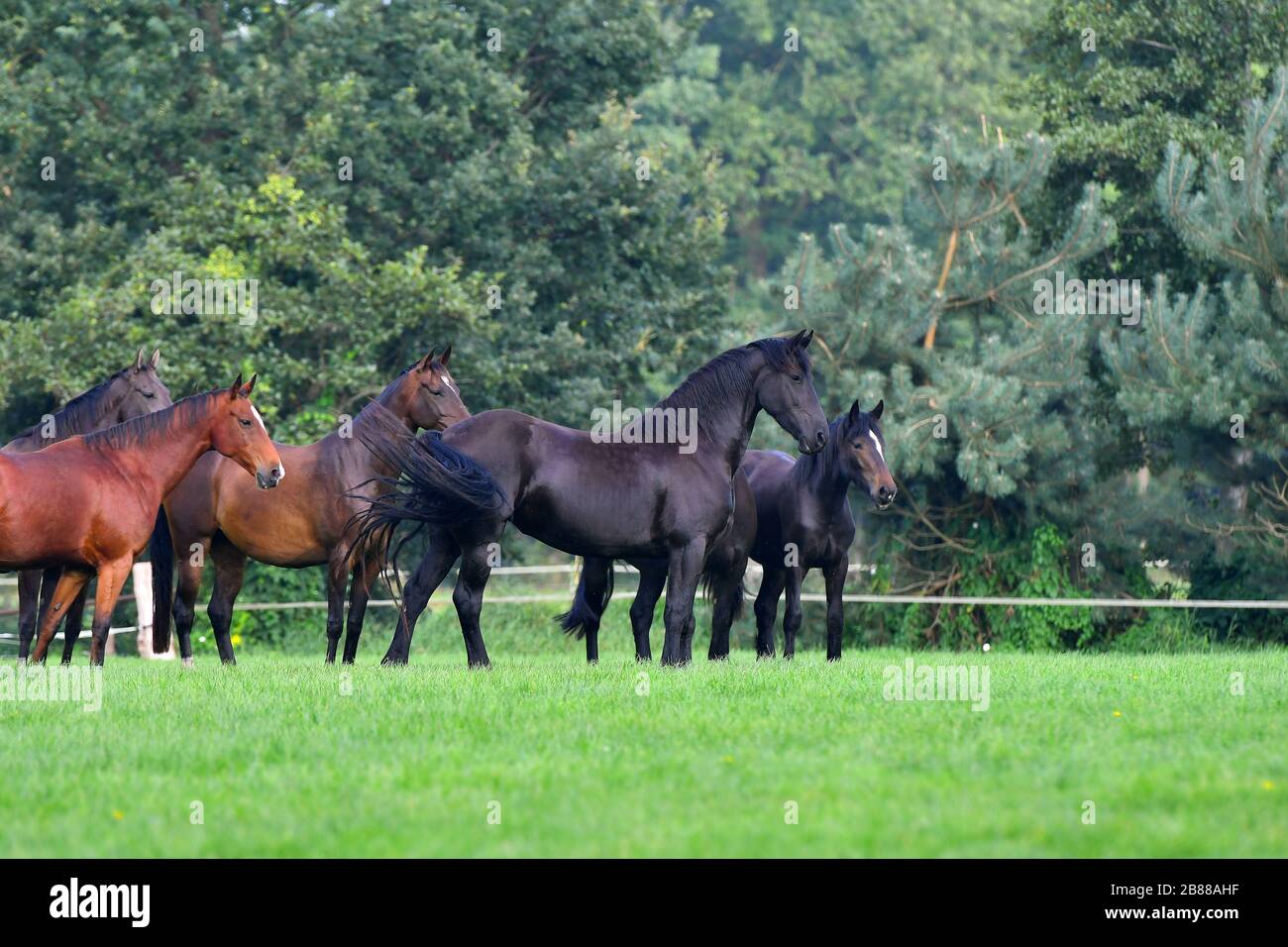 Rebaño de caballos observando en el pasto. Foto de stock