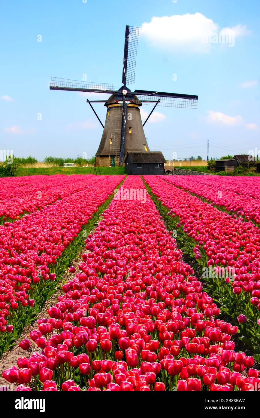 Filas de tulipanes rosados con molino de viento holandés en el fondo Foto de stock