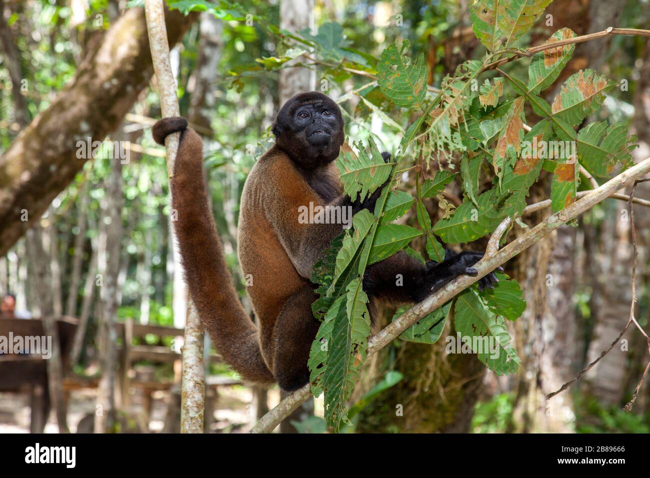 Mono de lana, Fundación Maikuchiga, Santuario de monos en Loreto Mocagua en el Bosque lluvioso Amazónico, Leticia Amazonia, Colombia. América del Sur. Foto de stock