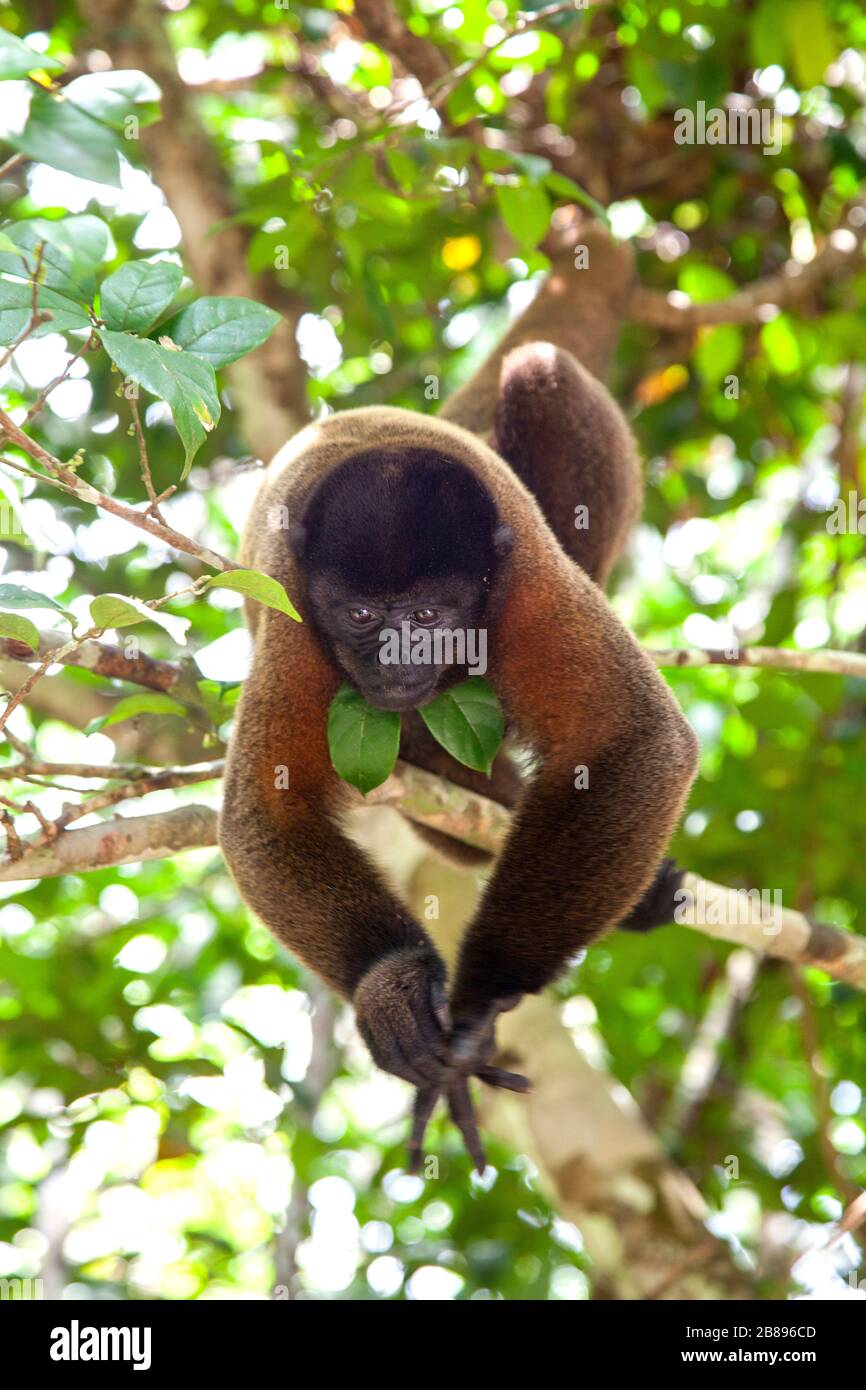 Mono lanudo en un árbol, Fundación Maikuchiga, Santuario de monos en Loreto Mocagua en el Bosque lluvioso Amazonas, Leticia Amazonia, Colombia. América del Sur. Foto de stock