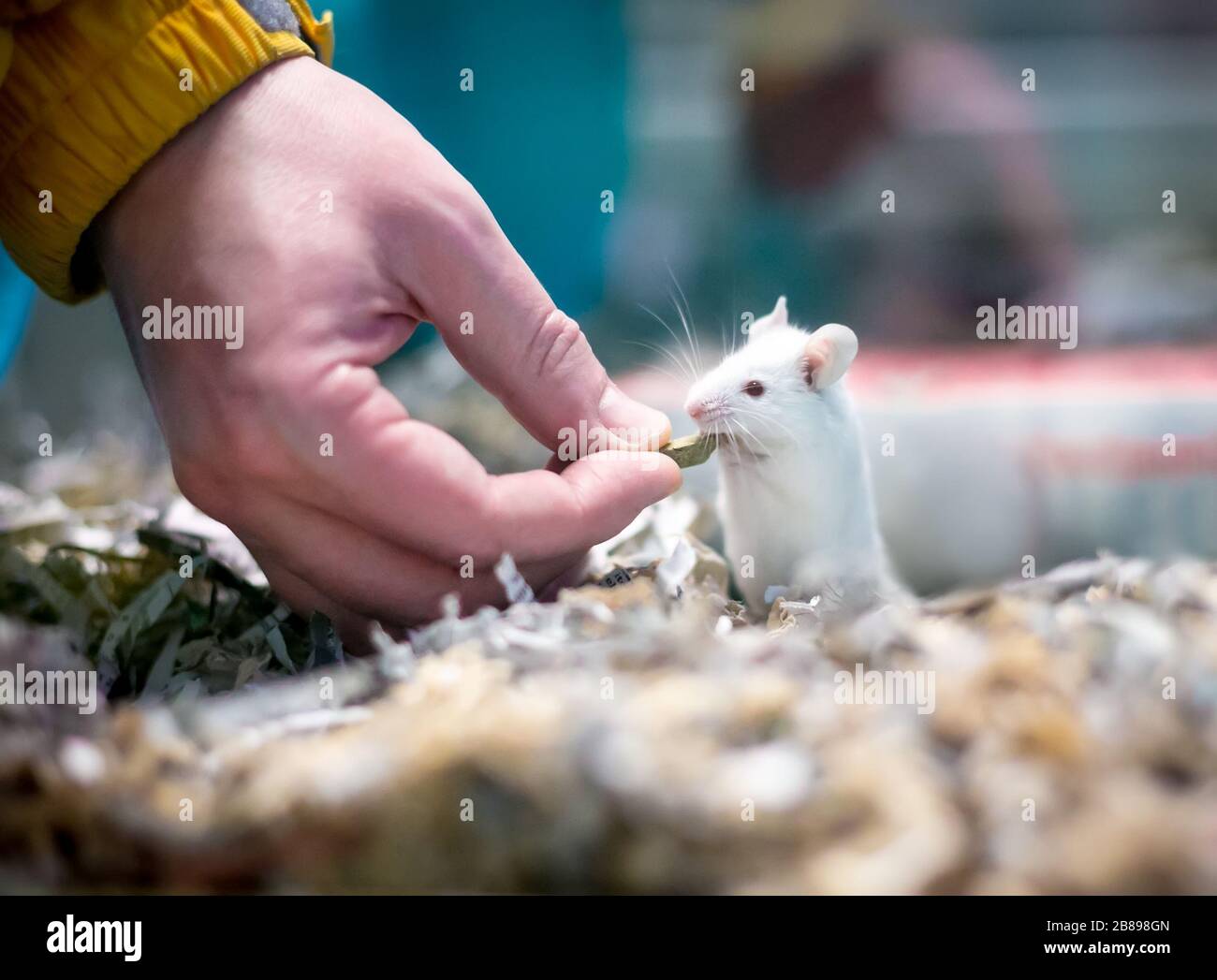 Un ratón blanco para mascotas en una jaula llena de papel triturado, recibiendo un regalo de una persona Foto de stock