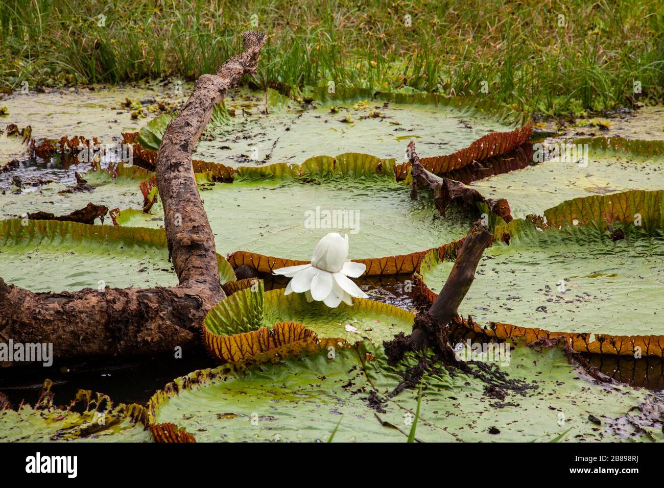 Amazonian Victoria almohadillas gigantes de lirio de agua en el Bosque lluvioso del Amazonas, Perú, América del Sur. Foto de stock