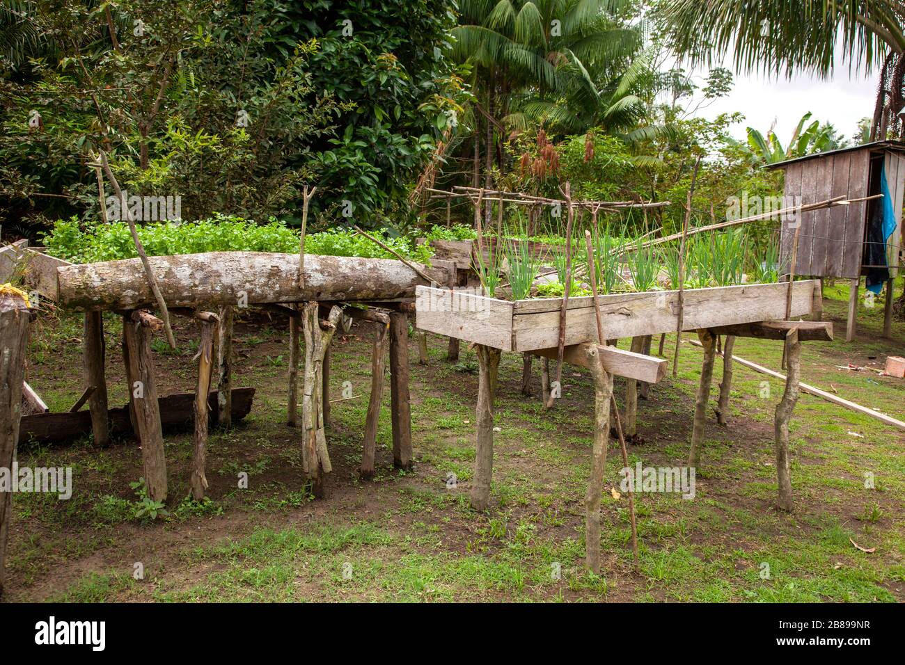 Camas de jardín elevadas de la India en la selva amazónica. Perú, América del Sur. Foto de stock