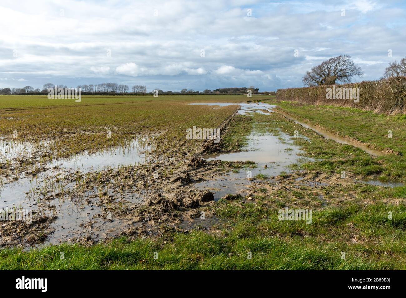 Campo inundado con cultivos de cereales bajo el agua, West Sussex, Inglaterra, Reino Unido, marzo de 2020 inundaciones Foto de stock