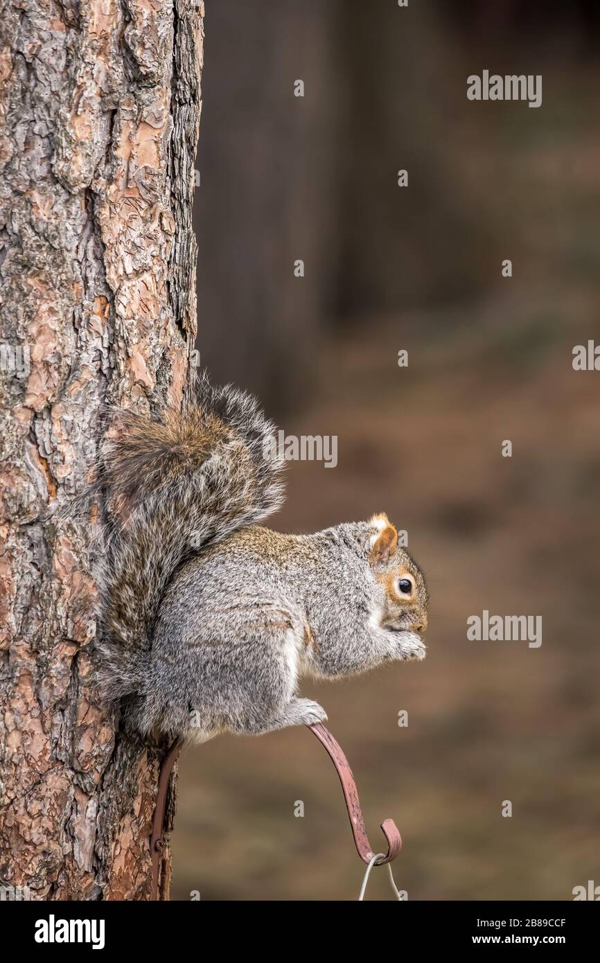 Una linda ardilla está encaramada en una percha de la casa de aves comiendo las semillas de ella en Rathdrum, Idaho. Foto de stock