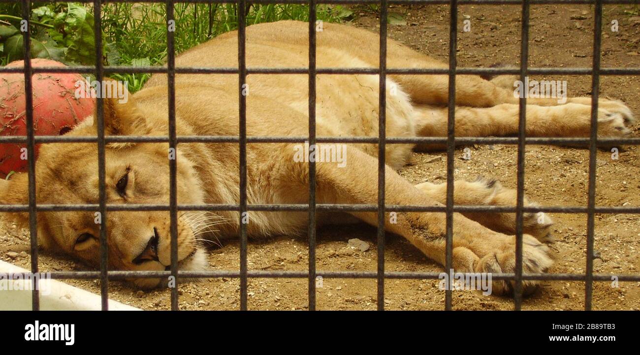 Inglés: URL:Josué o fotos de la Wikipedia en inglés dice: Samira. Es una  leona de Port Lympne Wild Animal Park.; 14 de septiembre de 2007 (fecha de  carga original); trasladado desde en.wikipedia