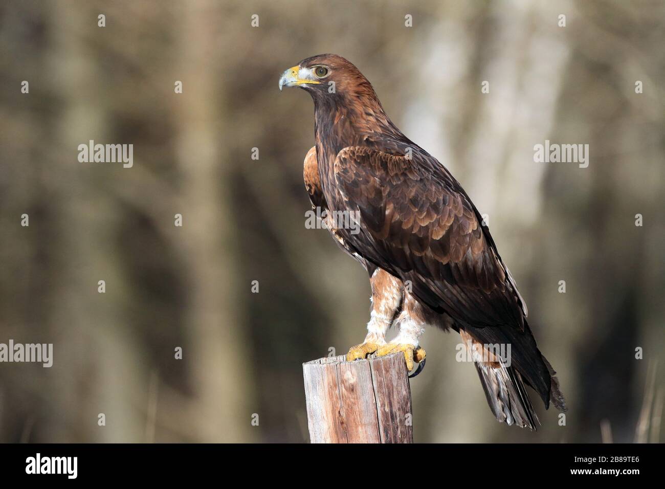 Águila dorada (Aquila chrysaetos), está en un puesto, República Checa Foto de stock