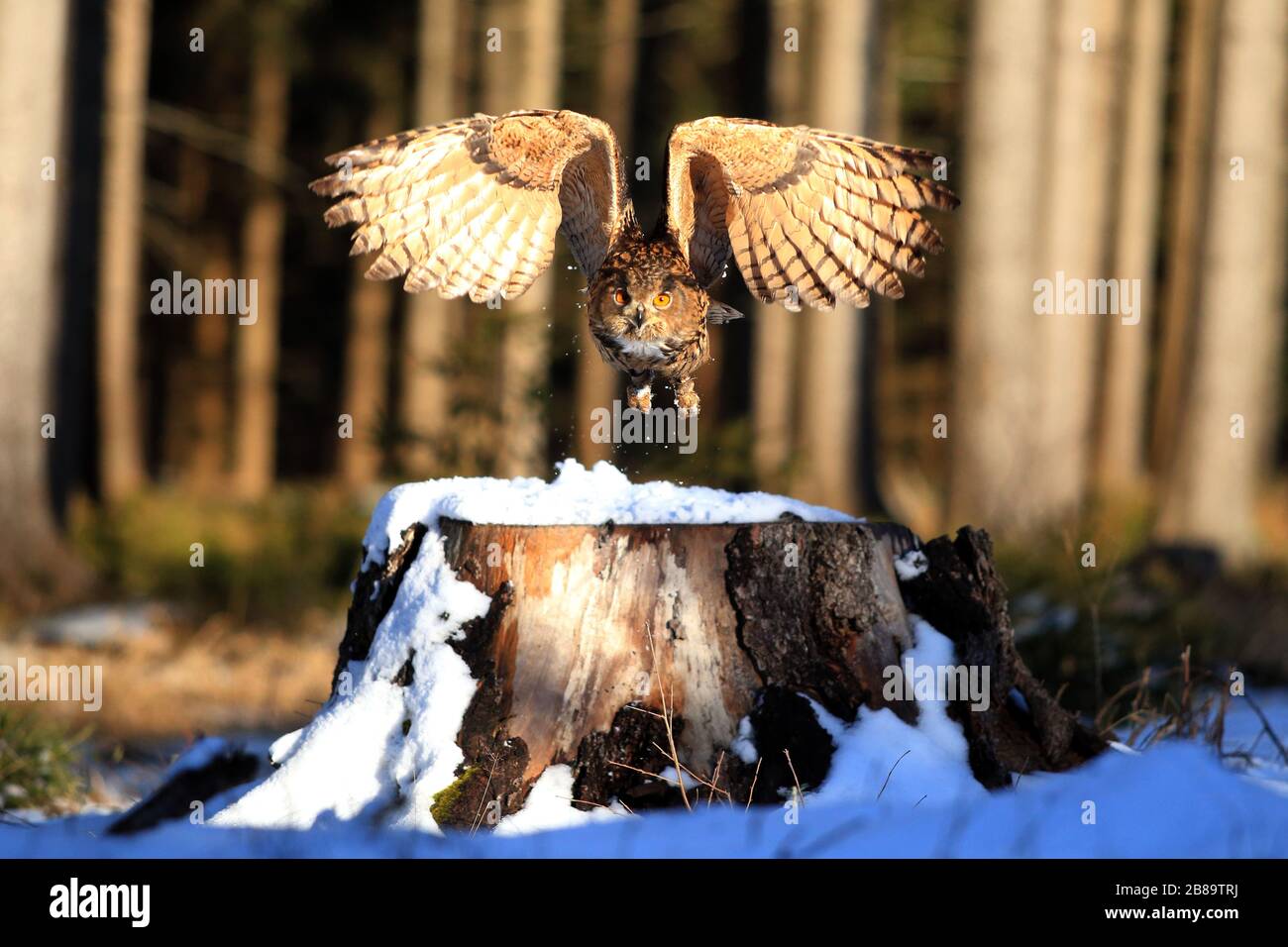 Búho águila del norte (bubo bubo), en vuelo, República Checa Foto de stock