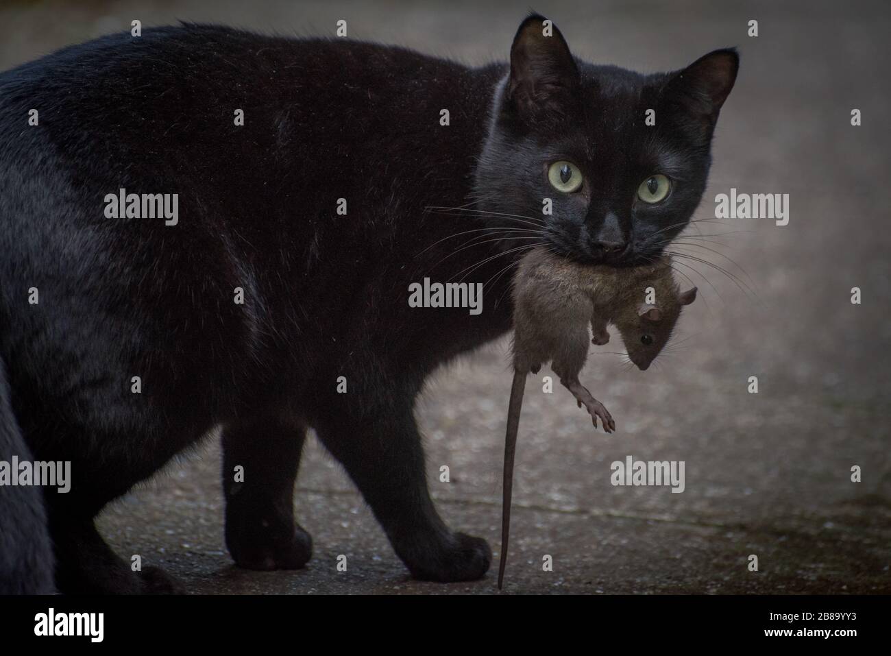 Un gato feral lleva una rata marrón muerta que mató en su boca. Foto de stock
