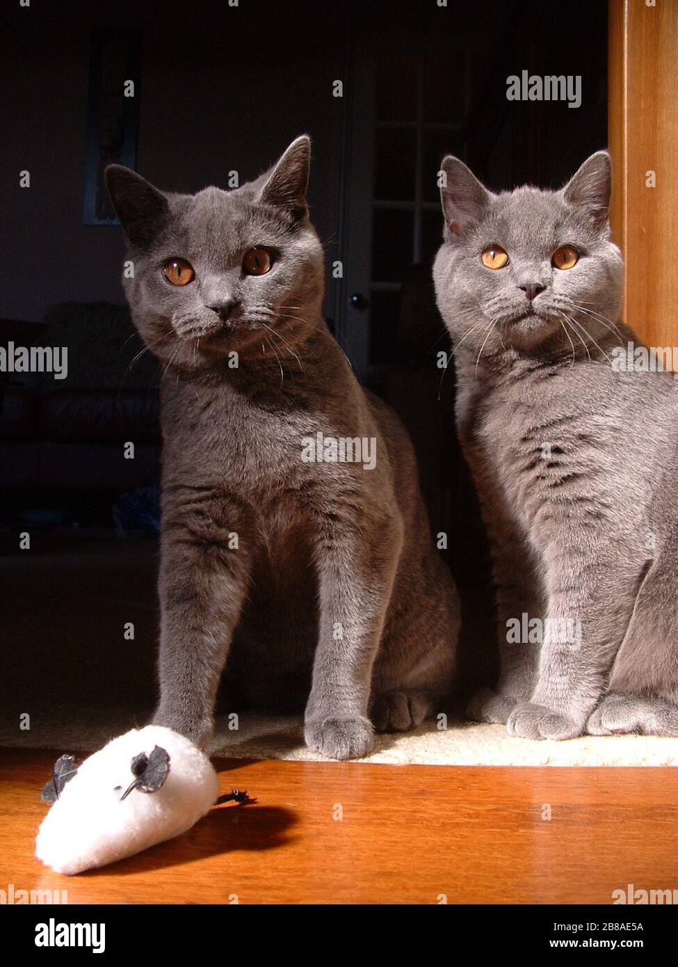 residuo Humorístico electrodo Inglés: British Shorthair Azul dos gatos macho hembra (izquierda, derecha);  el propio trabajo (Gazzagg75); Gazzagg75 (Hablar); ' Fotografía de stock -  Alamy