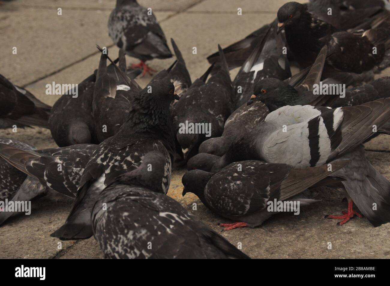 Palomas donadas a la Plaza de San Marcos en Venecia. Foto de stock