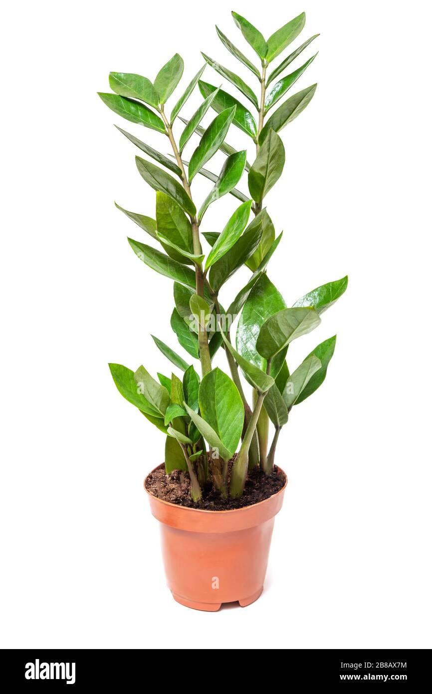 Hoja de zamioculcas zamiifolia Imágenes recortadas de stock Alamy
