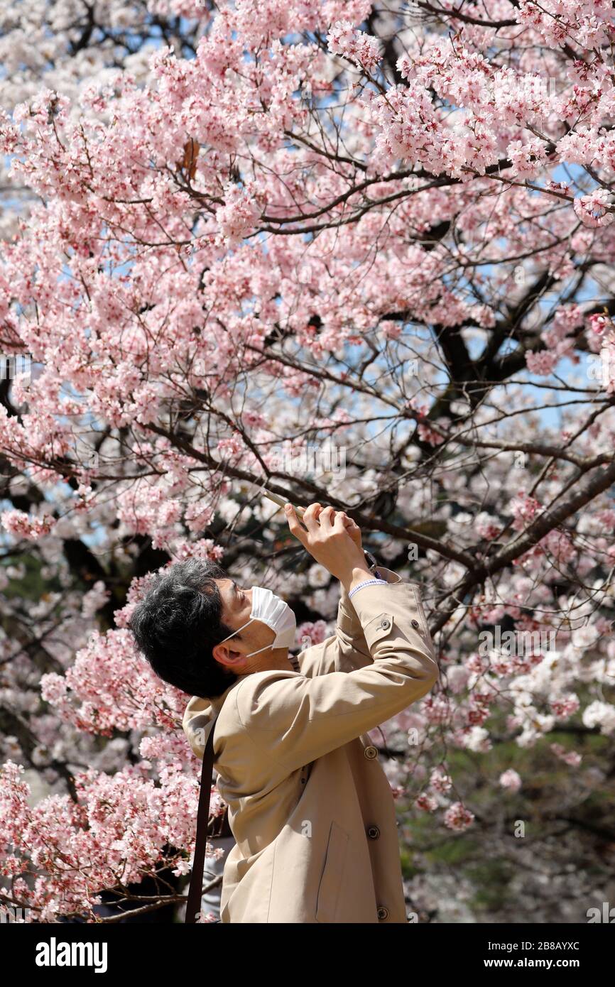 Tokio, Japón. 21 de marzo de 2020. El miedo al Coronavirus no detuvo a los japoneses a participar en su visión anual de los cerezos en flor. Armados con máscaras faciales, las multitudes resultaron como de costumbre fotografiar los árboles en flor en el Parque Nacional Shinjuku Gyoen de Tokio en Shinjuku, Japón. Había restricciones en los típicos picnics organizados, y las multitudes pueden haber sido más delgadas que el año pasado, pero eso no detuvo a la gente disfrutando de las flores y organizando algunos picnics improvisados, aunque con un poco más de espacio entre los grupos de lo habitual. Crédito: Paul Brown/Alamy Live News Foto de stock