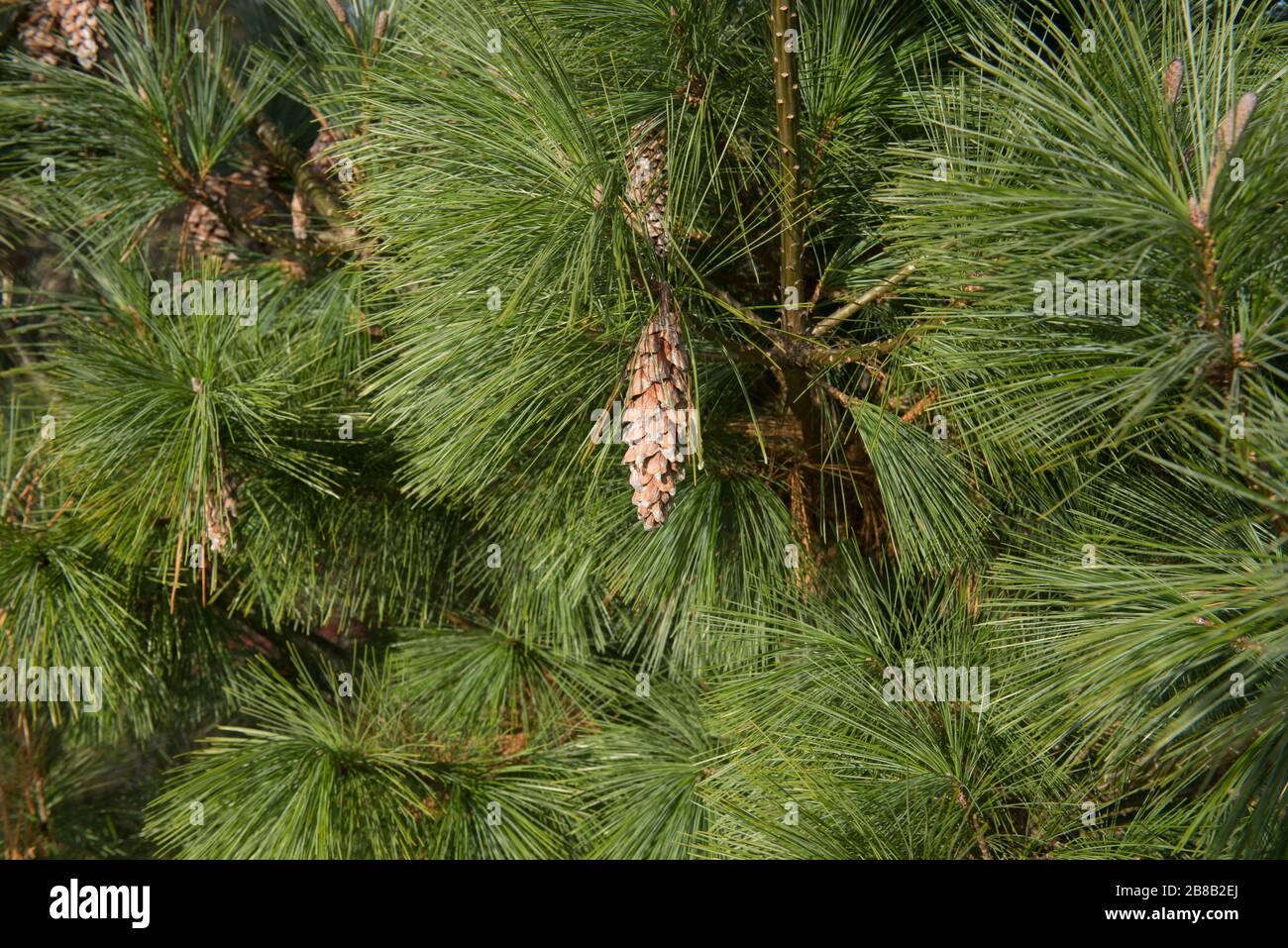 Follaje verde y conos del pino de Schwerin Dwarf Conifer (Pinus x schwerinii 'Wiethorst') en un jardín en Devon rural, Inglaterra, Reino Unido Foto de stock