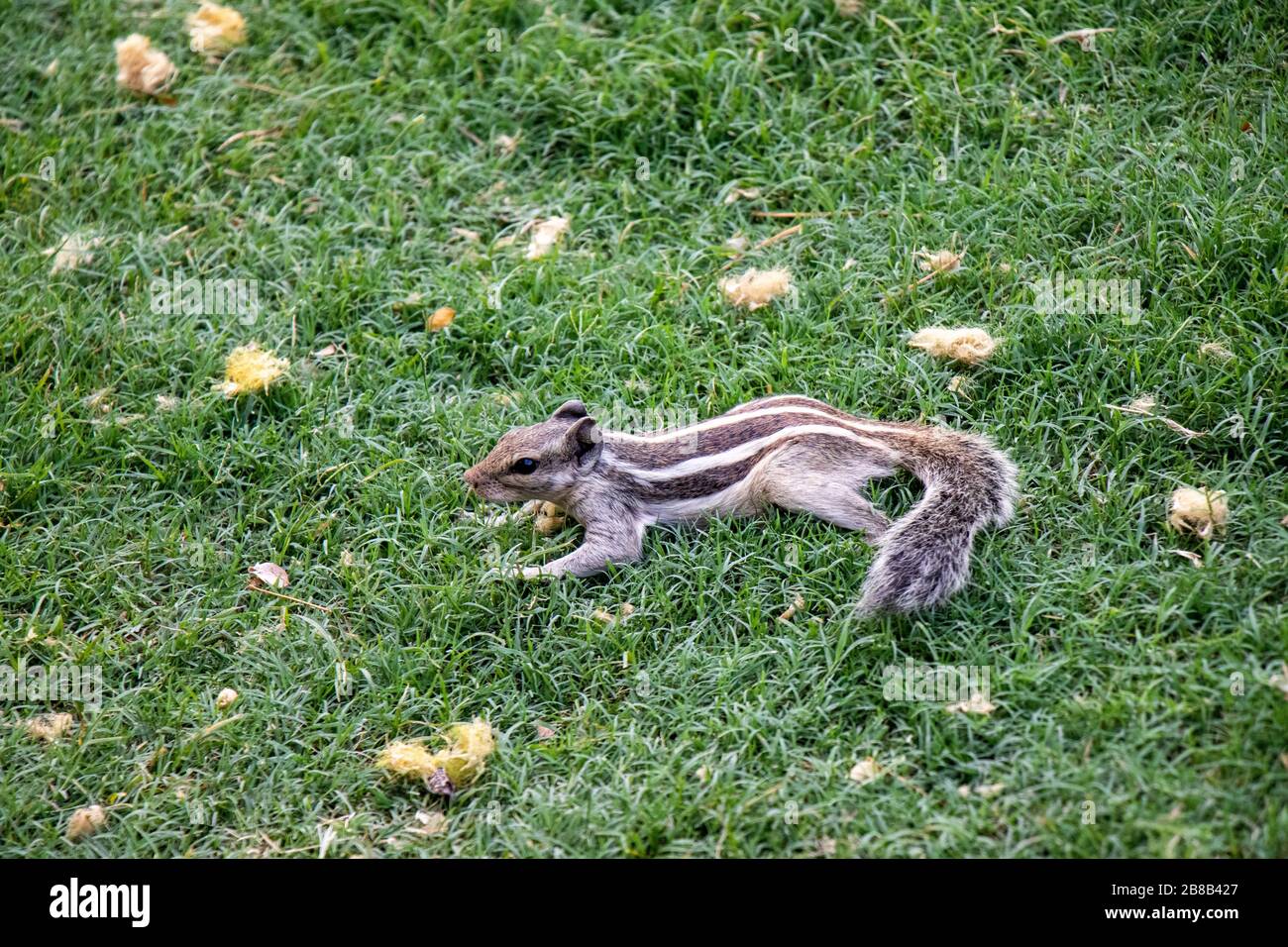 Ardilla india común que busca comida con fondo verde natural de la hierba Foto de stock
