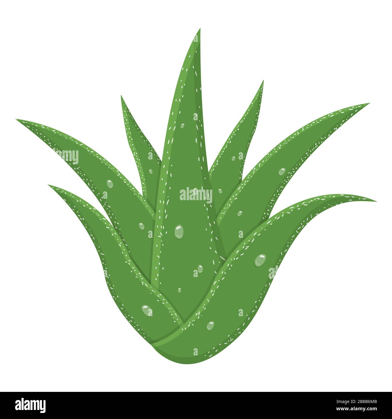 Aloe plantas medicinales aisladas fondo blanco. de dibujos animados. Ilustración vectorial para cualquier diseño Imagen Vector de stock -