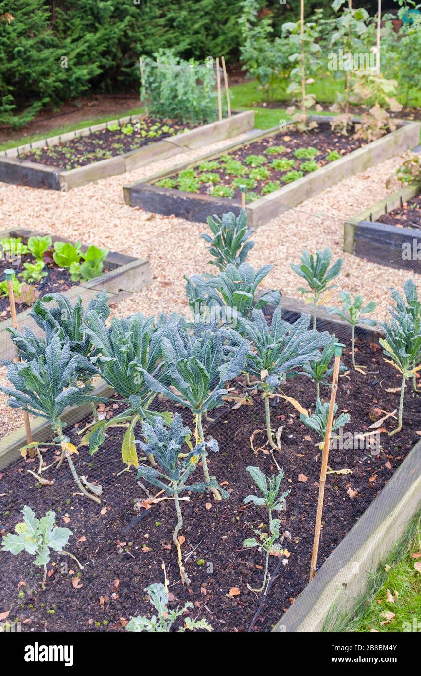 Jardín de verduras con camas elevadas en otoño. Kale (brassica) está creciendo en primer plano, Reino Unido Foto de stock