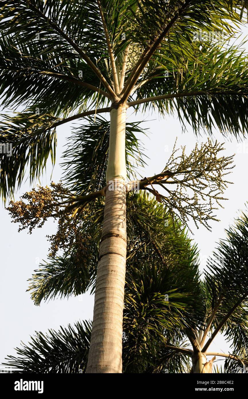palmera en el jardín Foto de stock