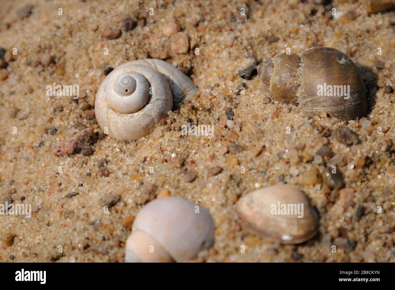Primer plano de varias conchas de moluscos de agua dulce en espiral la arena Foto de stock