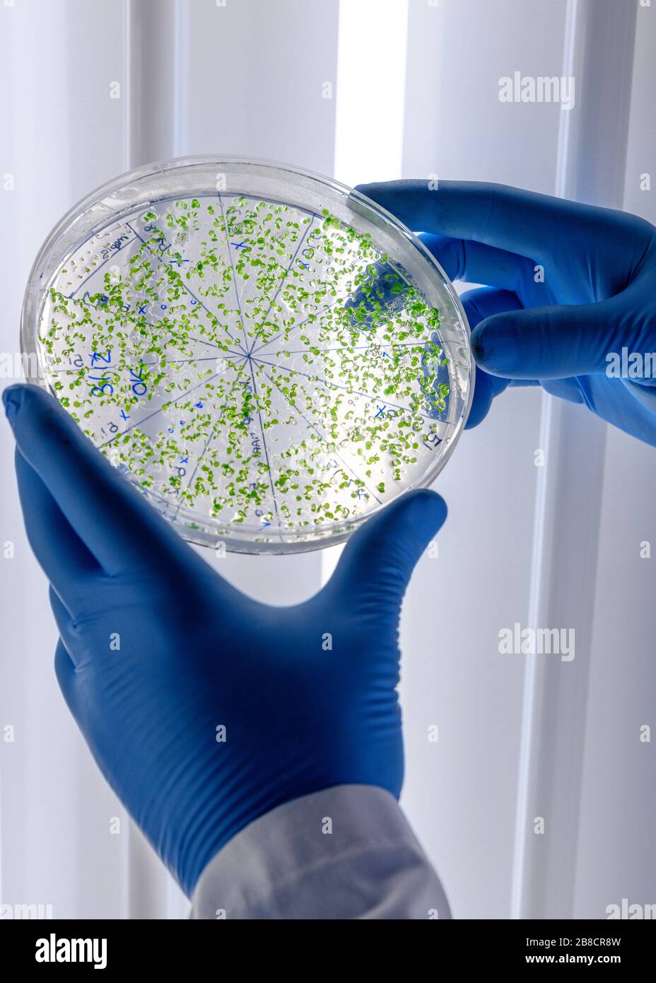 Cultivos de manipulación científica en placas de Petri en refrigeradores de laboratorio de biociencia. Concepto de ciencia, laboratorio y estudio de enfermedades. Coronavirus Foto de stock