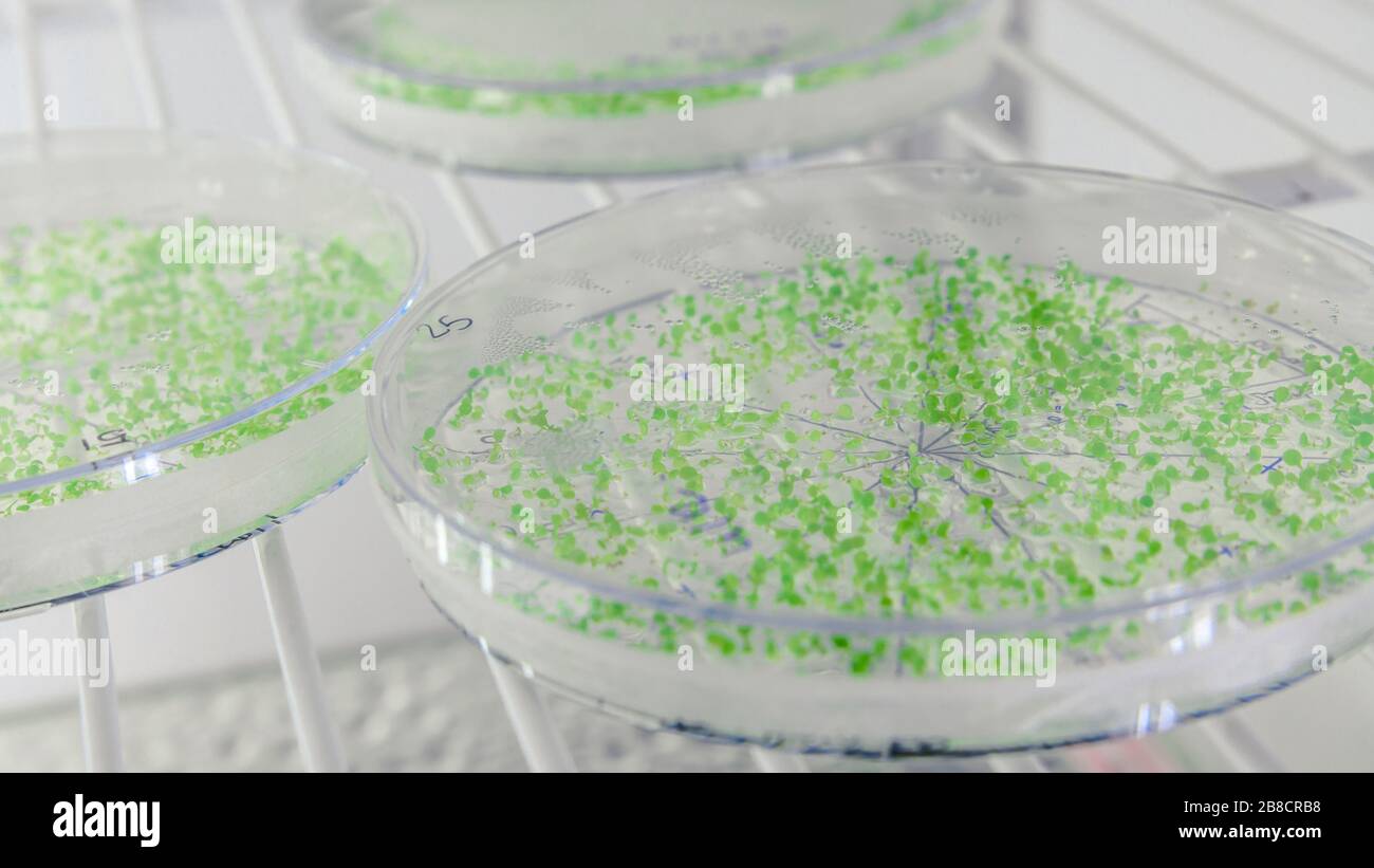 Primer plano de cultivos en placas de Petri en refrigerador de laboratorio de biociencia. Concepto de ciencia, laboratorio y estudio de enfermedades. Coronavirus (COVID-1 Foto de stock