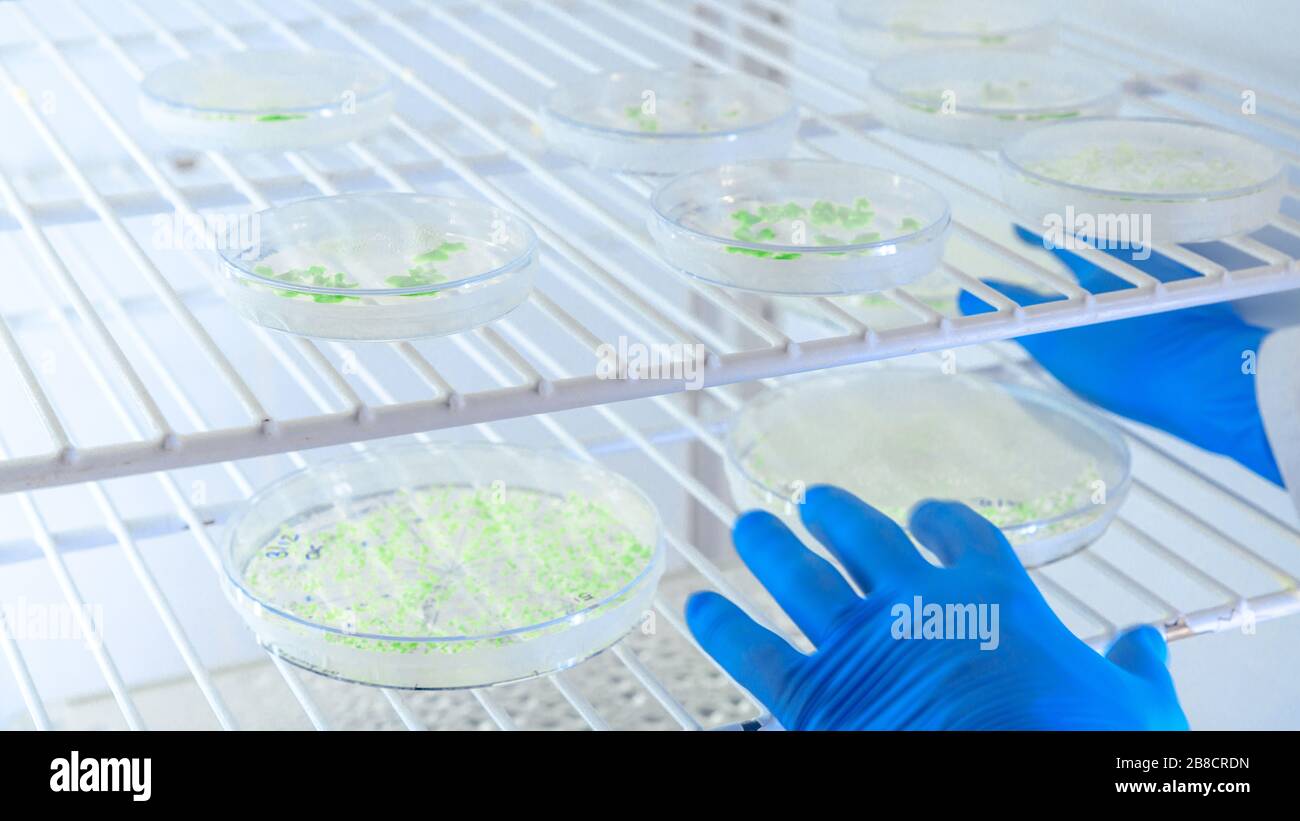 Cultivos de manipulación científica en placas de Petri en refrigeradores de laboratorio de biociencia. Concepto de ciencia, laboratorio y estudio de enfermedades. Coronavirus Foto de stock