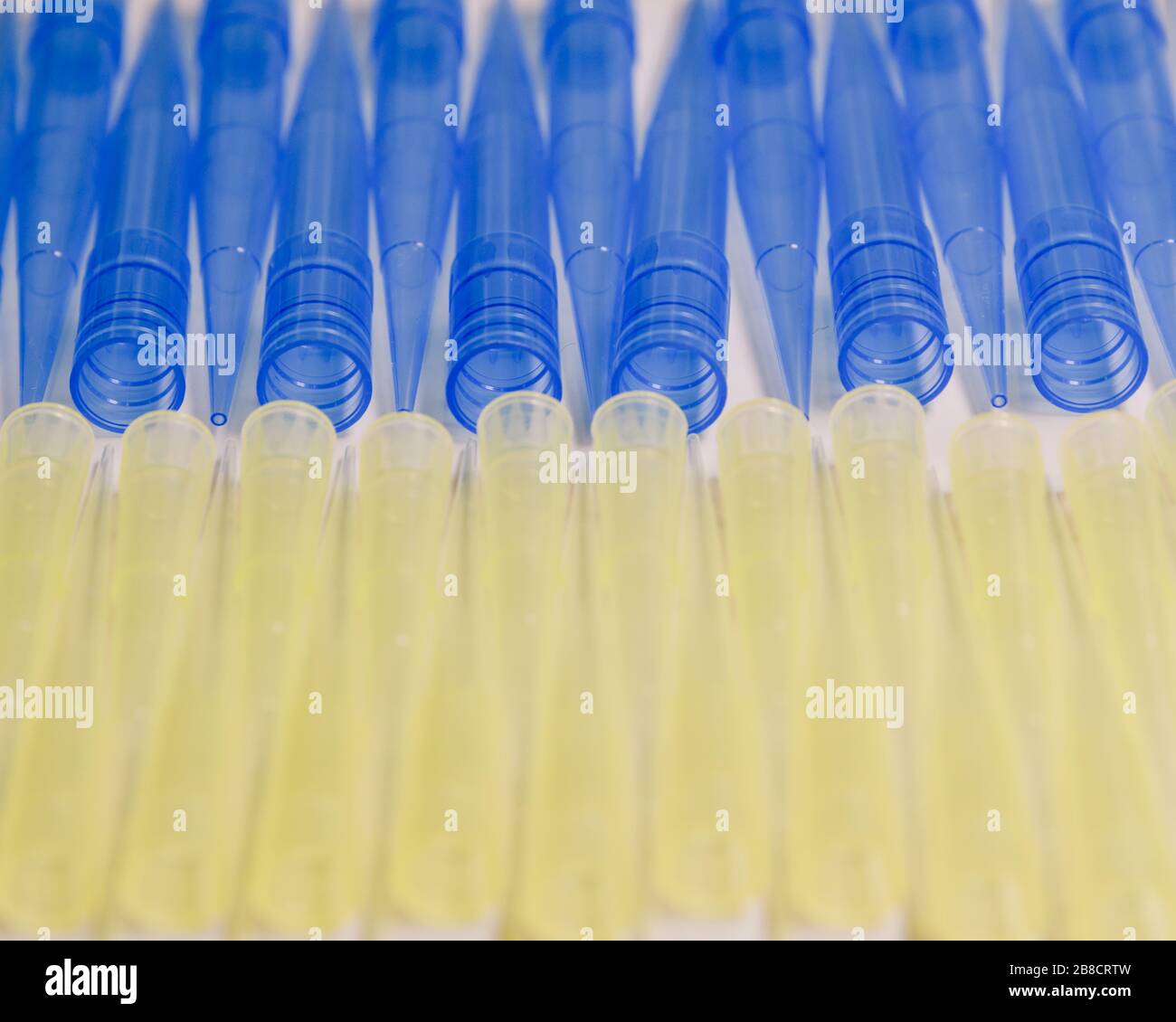 Puntas de pipeta universales de laboratorio azules y amarillas. Concepto de  material científico y de laboratorio Fotografía de stock - Alamy