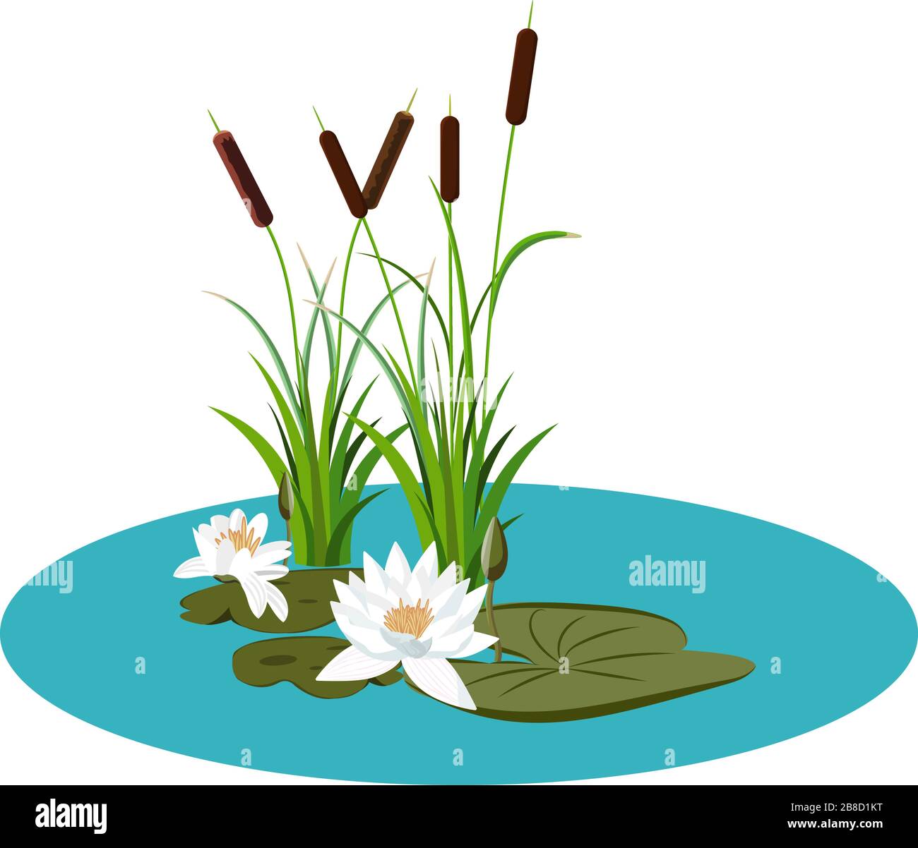 Lirio de agua blanca y manojo de cañas en ilustración de vector de agua.  Lirio de agua con hojas y lirios en el agua del lago, arte de la naturaleza  Imagen Vector
