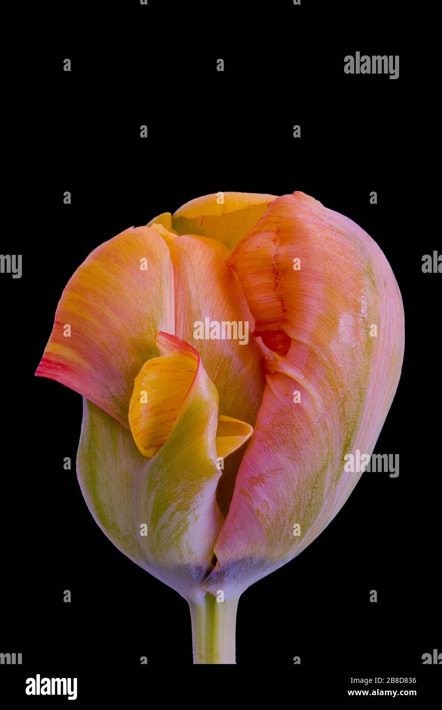 arco iris color loro tulipán fantasía surrealista macro, fondo negro, arte fino todavía vida estilo vintage de pintura Foto de stock