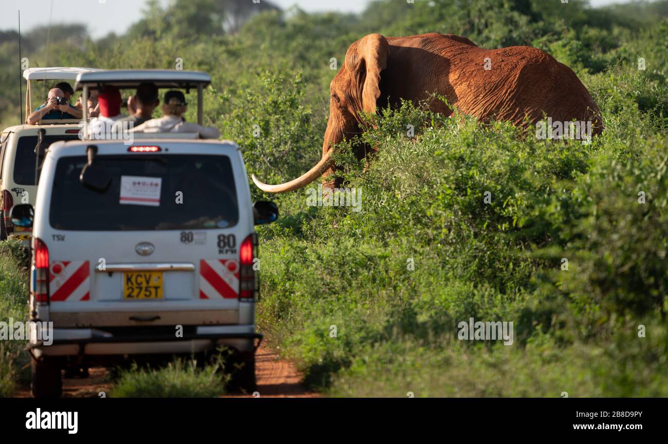 Uno de los pocos elefantes colmiadores africanos que quedan en el mundo está abarrotado de vehículos de safari en el Parque Nacional de Tsavo, en el sur de Kenia Foto de stock