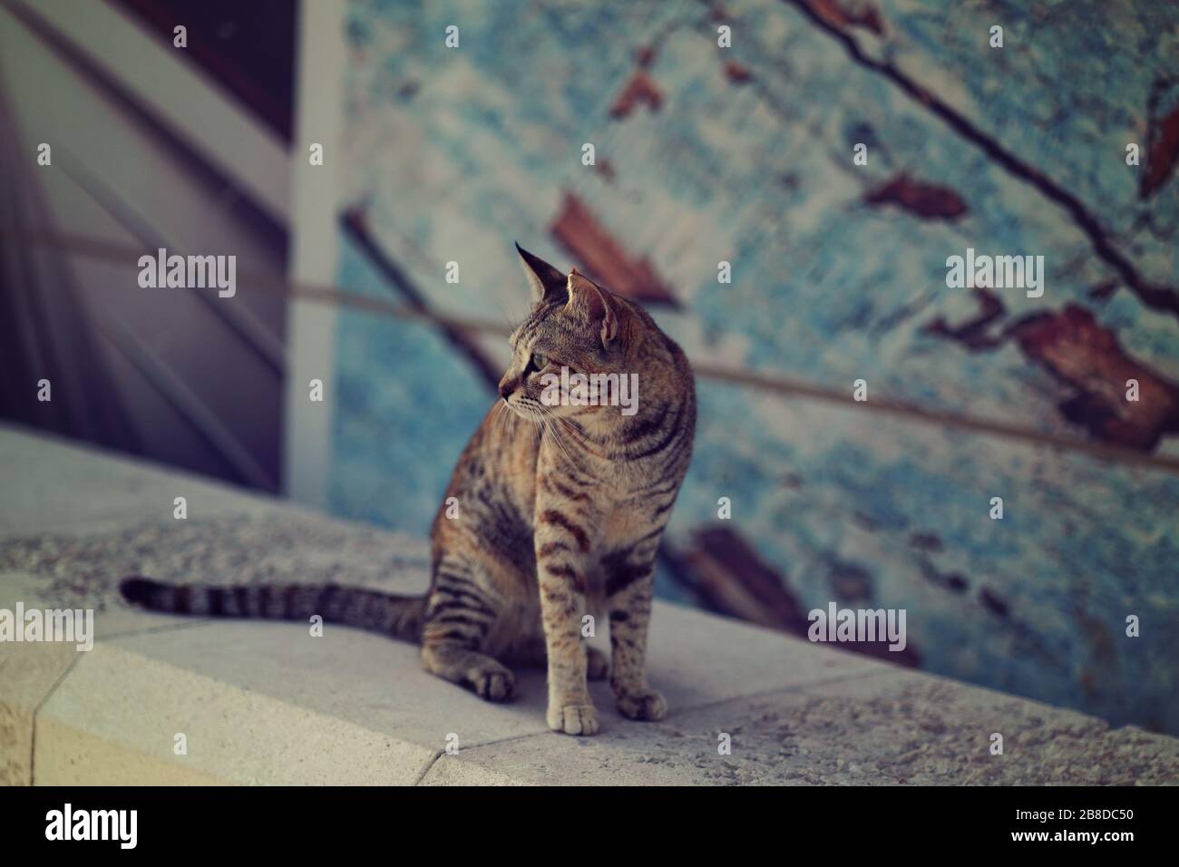 Fotografía de naturaleza, fotografía de gatos, en la playa cerca de Burj al Arab, dubai Foto de stock