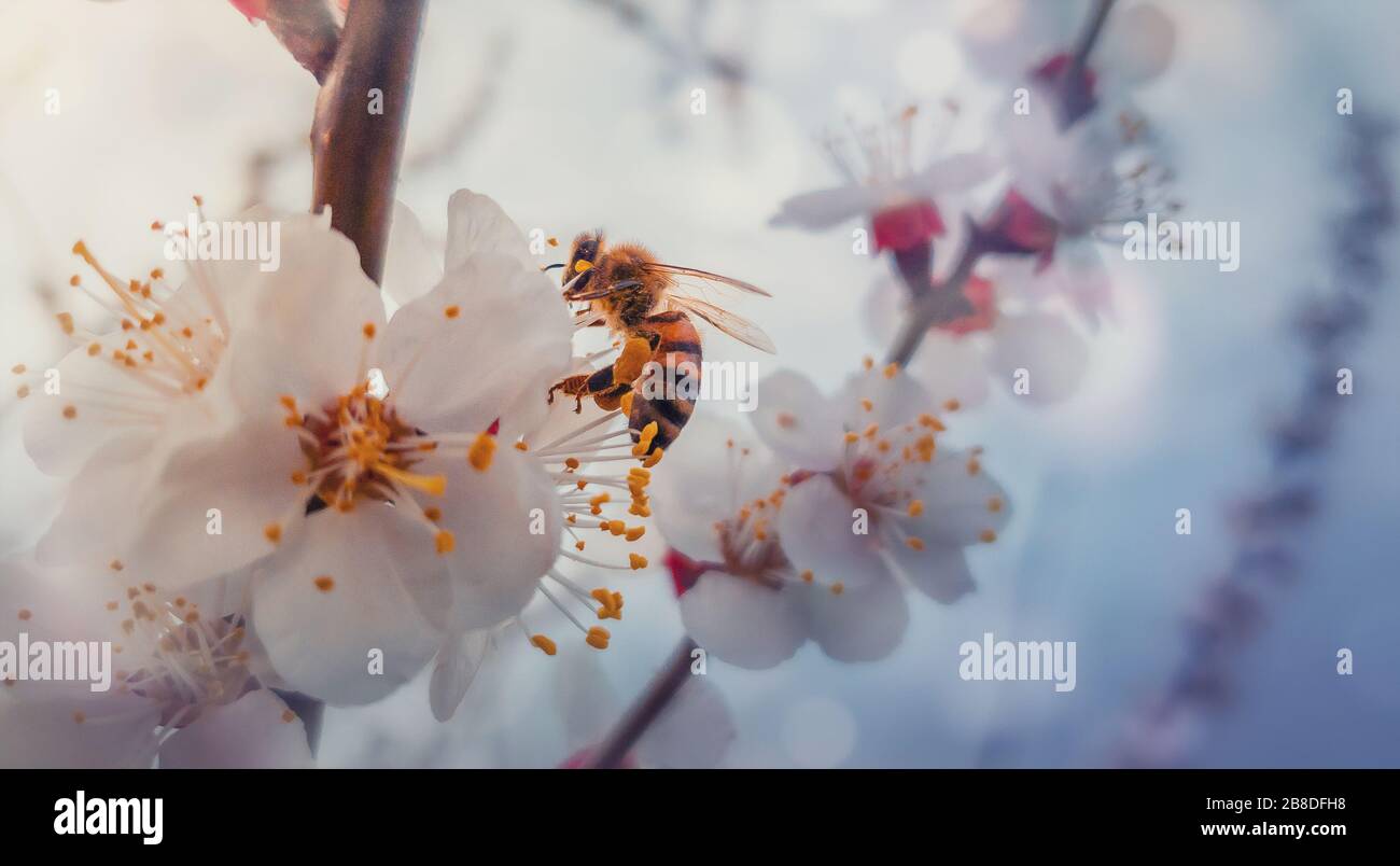 El primer plano de una abeja de miel de gran capacidad recoge el néctar de un árbol de albaricoque en flor. La abeja pequeña, negra y dorada, ocupada recoge el polen de la fruta en flor f Foto de stock